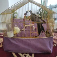 عروس هلندی گمشده