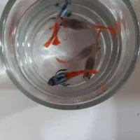 ماهی گوپی|ماهی|کرج, کوی کارمندان شمالی|دیوار