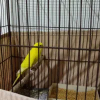 مرغ عشق جفت|پرنده|اشتهارد, |دیوار