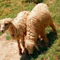 بره یا گوسفند