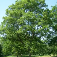 گردو تکان نصفه ای
