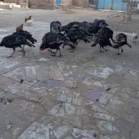 بوقلمون برنز 20عدد|حیوانات مزرعه|میاندوآب, |دیوار