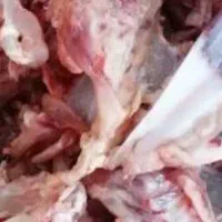 غذای حیوانات|لوازم جانبی حیوانات|شیراز, تاچارا|دیوار