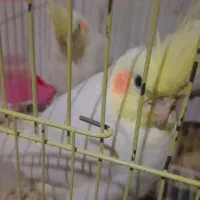 جوجه عروس هلندی لوتینو زعفرانی