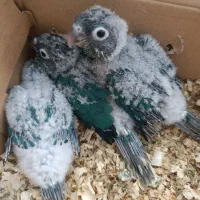 جوجه گرینچیک تراکوییس سرلاکی خوشرنگ