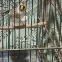 سهره|پرنده|قرچک, داوود آباد|دیوار