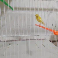 کلاغ رسمی قناری|پرنده|مشهد, ادیب نیشابوری (شهرک غرب)|دیوار