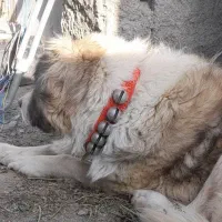 سگ نگهبان قدرجونی قهدریجانی قفقازی سرابی