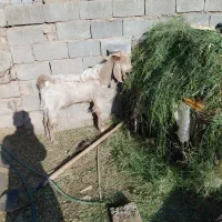 فروشی قیمت توافقی