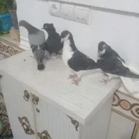 فروش چهارعددکبوتر|پرنده|جنت, |دیوار