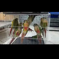 ملنگو کاسکو کاکادو خورشیدی شاهطوطی عروس|پرنده|مشهد, شاهد (شهرک غرب)|دیوار