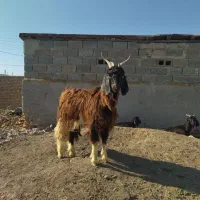 فروش چوش نر|حیوانات مزرعه|گمیشان, |دیوار