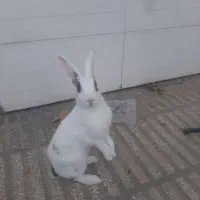 خرگوش سفید