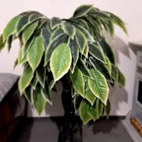 درختچه مصنوعی|گل مصنوعی|همدان, |دیوار