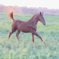 کره ماده درجه یک|اسب و تجهیزات اسب‌سواری|مرودشت, تخت جمشید|دیوار