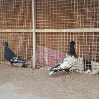 طاووسی سیاه