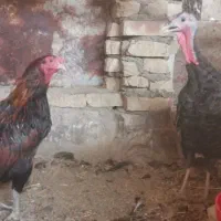 یک عدد بوقلمون ماده ویک خروس لاری