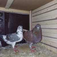 کبوتر|پرنده|کیاشهر, |دیوار