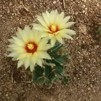 سرویس گل سرخی