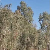 شرکت خرید چوب اکالیبتوس وخریدار انواع درخت|خدمات باغبانی و درختکاری|اهواز, دغاغله|دیوار