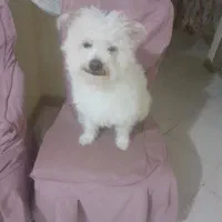 واگذاری سگ پامر تریل