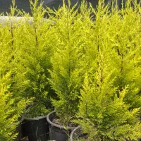 لاوسون گلدان 3ونیم وگلدان 14