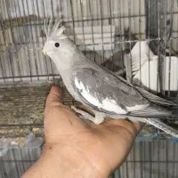 جوجه عروس نرم خور وایت فیس