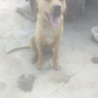 دوتا توله پیتبول آمریکن پنج ماهه