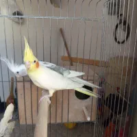 عروس هلندی|پرنده|گرمسار, |دیوار