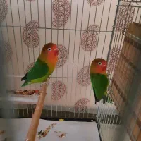 طوطی برزیلی جفت|پرنده|کرج, رجبآباد|دیوار