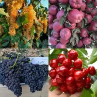 انواع نهال گردو، بادام، فندق، پسته و زیتون