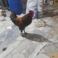 خروس گلین