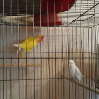 ۱ جفت کوتوله برزیلی