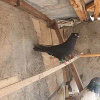 پرنده