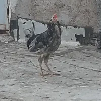 خروس گلین