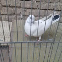 کبوتر|پرنده|اصفهان, شهشهان|دیوار