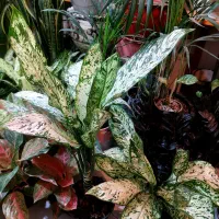 باباادم های ارزان قیمت|گل و گیاه طبیعی|کرمانشاه, |دیوار