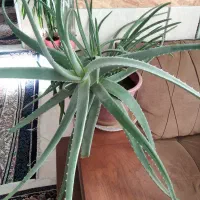 آلوئه ورا|گل و گیاه طبیعی|مشهد, انقلاب|دیوار