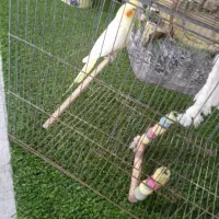 عروس هلندی|پرنده|رامهرمز, |دیوار