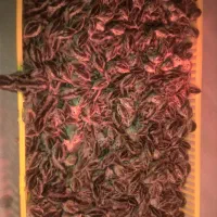 تخم نطفه دار،جوجه بلدرچین کانادایی