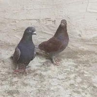 سرخ