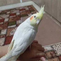 عروس هلندی|پرنده|تربت‌حیدریه, کوی شهید احمدزاده ملکی|دیوار