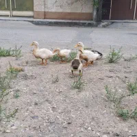 ۵عدد اوردک ۱میلیون۲۰۰