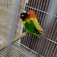 کوتوله برزیلی|پرنده|شیراز, میانرود|دیوار