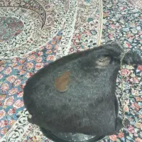 پوست گوسفند