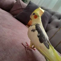 عروس هلندی دستی|پرنده|آران و بیدگل, |دیوار