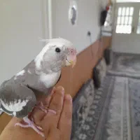 عروس هلندی  وایت دوکت باقفس