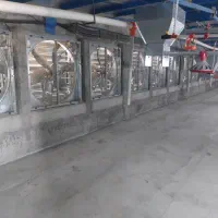 فروش مرغداری ۳۰ هزاری تمام اتوماتیک|فروش دفتر صنعتی، کشاورزی، تجاری|میناب, |دیوار