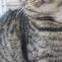 گربه ماده|گربه|قوچان, |دیوار