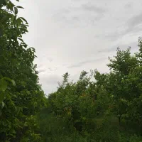 باغچه|فروش دفتر صنعتی، کشاورزی، تجاری|نوشین شهر, |دیوار